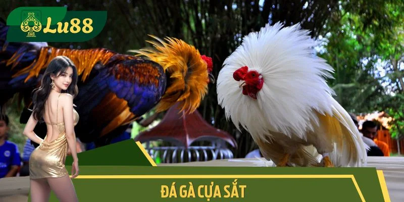 Đá Gà Cựa Sắt XIBET - Địa Chỉ Xem Hình Thức Chọi Kê Mãn Nhãn