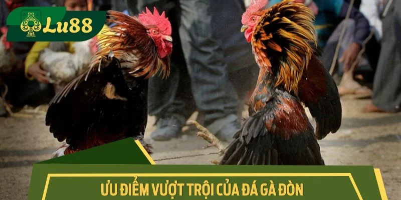 Ưu điểm vượt trội của đá gà đòn
